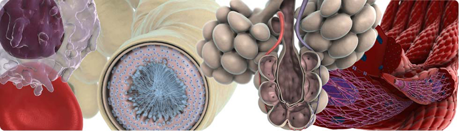 Anatomy and Physiology Banner