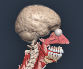 essential anatomy 3 download windows طرق التفعيل