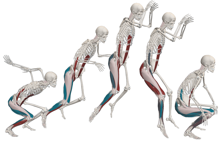 3D anatomical model, head and shoulders, muscular sytstem